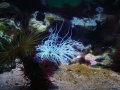 Frankfort Zoo