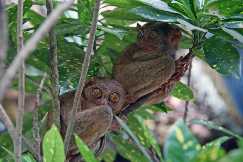 Kleinster Affe der Welt