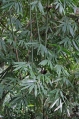 Bamboo