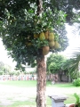 San Fernando