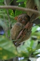 Smallest monkey of the world