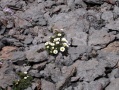 Flowers on 10000 feet