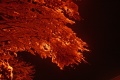 Winterstimmung 2008