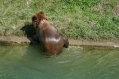 Bear park Berne
