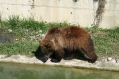 Bear park Berne