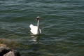 Murten Schwan