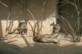 Zoo Basel
