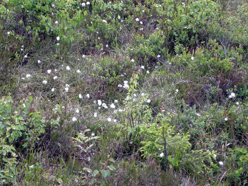 In Hrjedalen
