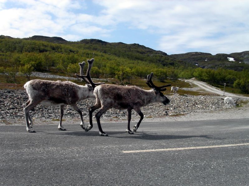 Near Olderfjord