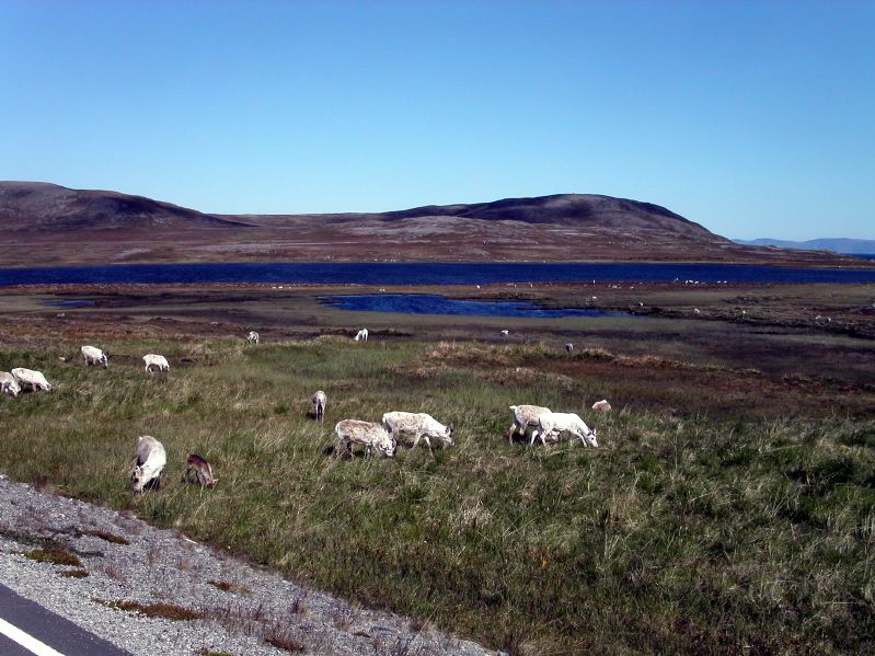 Near Ktfjord