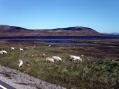 Near Kåtfjord