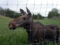 Moose garden