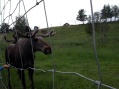 Moose garden