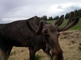 Moose garden