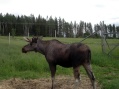Moose garden