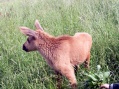Moose garden