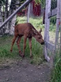 Moose garden