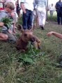 Moose garden