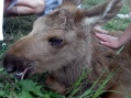 Moose garden