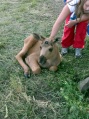 Moose garden