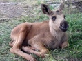 Moose garden
