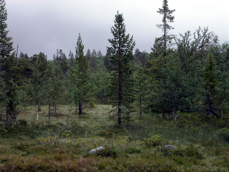 Between Tnns and Srna