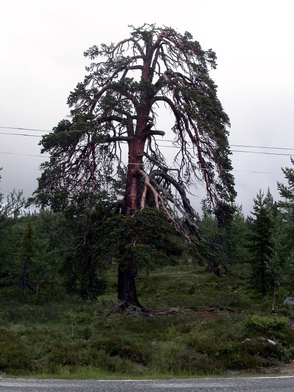 Between Tnns and Srna