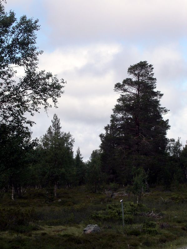 Between Tnns and Srna