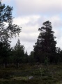 Between Tnns and Srna