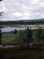 Between Tnns and Srna