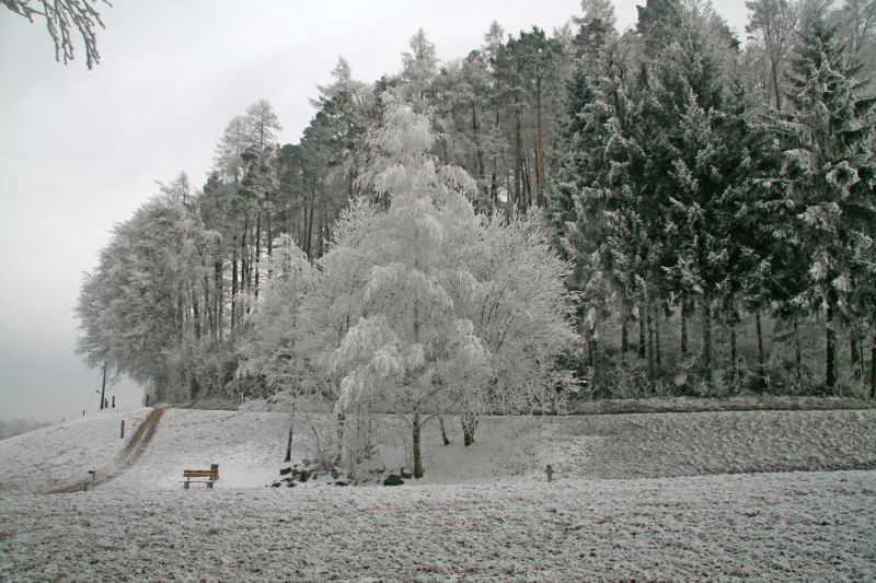 Birch tree