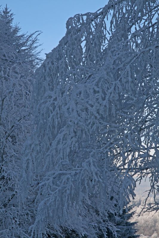 Burden branches