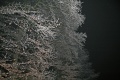 Hoarfrost by night