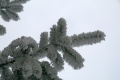 Braches of fir full of hoarfrost