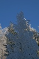 Birch tree and blue ski