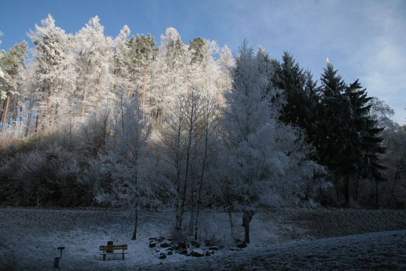 Wald mit Rauhreif