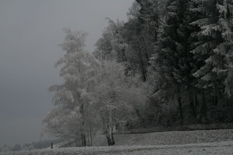 Rauhreif und Nebel