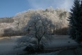 Wald mit Rauhreif