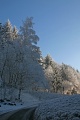 Birke und blauer Himmel