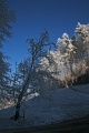 Beladene Bume und blauer Himmel