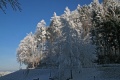 Beladene Bume und blauer Himmel