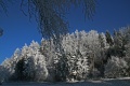 Beladene Bume und blauer Himmel