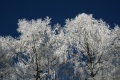 Beladene Bume und blauer Himmel