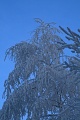 Beladene Bume und blauer Himmel